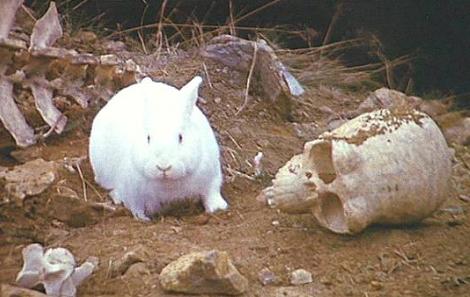 http://www.livelypace.com/wp-content/uploads/Killer_rabbit.jpg